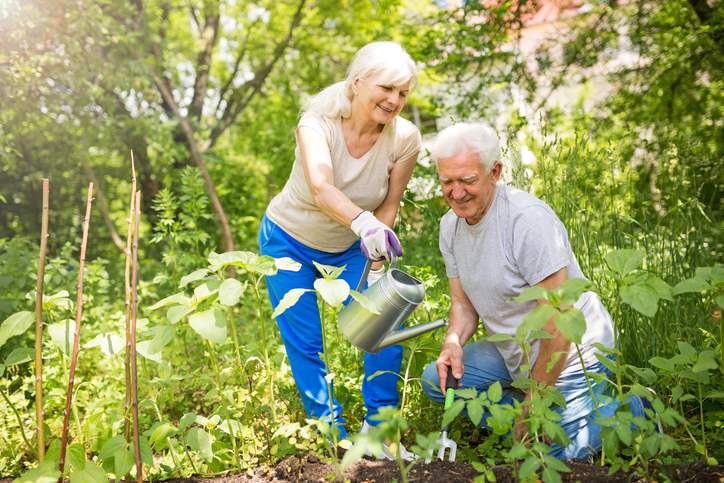 Couple gardening together